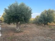 Terreno in vendita a Galati Mamertino ME