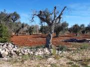 Terreno in vendita a Galatone LE