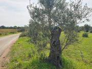 Terreno in vendita a Galatone LE