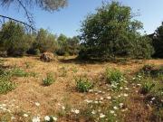 Terreno in vendita a Giave SS