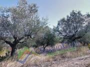 Terreno in vendita a Giulianova TE