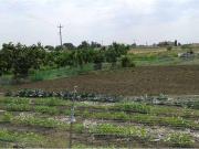 Terreno in vendita a Gravina in Puglia BA