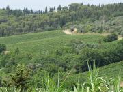 Terreno in vendita a Greve in Chianti FI