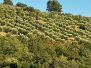 Terreno in vendita a Grosseto GR