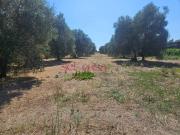 Terreno in vendita a Grosseto GR