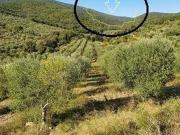 Terreno in vendita a Grosseto GR