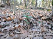 Terreno in vendita a Impruneta FI