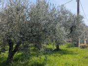 Terreno in vendita a Isernia IS