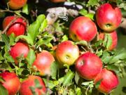 Terreno in vendita a Laives BZ