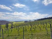 Terreno in vendita a Langhirano PR