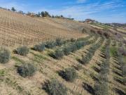 Terreno in vendita a Lapedona FM