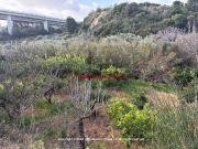 Terreno in vendita a Lascari PA