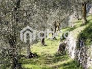 Terreno in vendita a Laterina Pergine Valdarno AR