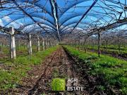 Terreno in vendita a Latina LT