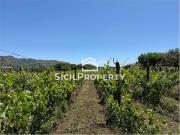 Terreno in vendita a Linguaglossa CT