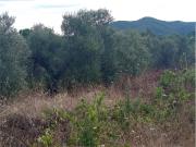 Terreno in vendita a Livorno LI