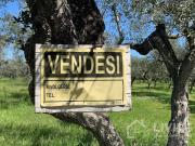Terreno in vendita a Loreto Aprutino PE