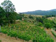 Terreno in vendita a Luzzi CS