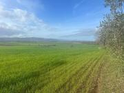Terreno in vendita a Magliano in Toscana GR