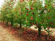 Terreno in vendita a Magrè sulla Strada del Vino BZ