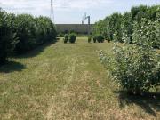 Terreno in vendita a Marcallo con Casone MI