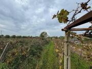 Terreno in vendita a Marino RM