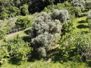 Terreno in affitto a Marostica VI