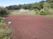 Terreno in vendita a Marta VT