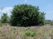 Terreno in vendita a Mascali CT