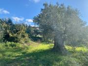 Terreno in vendita a Massa Marittima GR