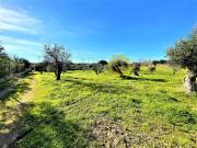 Terreno in vendita a Mola di Bari BA