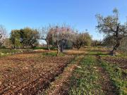 Terreno in vendita a Monopoli BA