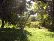 Terreno in vendita a Monreale PA