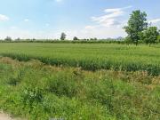 Terreno in vendita a Monselice PD