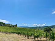 Terreno in vendita a Montalcino SI