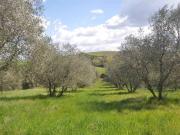 Terreno in vendita a Montecatini Val di Cecina PI