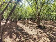 Terreno in vendita a Montefredane AV