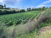 Terreno in vendita a Montepulciano SI