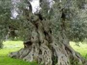 Terreno in vendita a Monteroni di Lecce LE