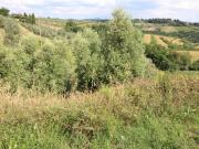 Terreno in vendita a Montespertoli FI