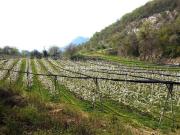 Terreno in vendita a Mori TN