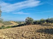 Terreno in vendita a Morro d'Oro TE