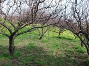 Terreno in vendita a Napoli NA