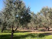 Terreno in vendita a Nardò LE