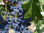 Terreno in vendita a Nizza Monferrato AT