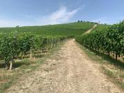 Terreno in vendita a Nizza Monferrato AT