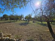 Terreno in vendita a Noto SR