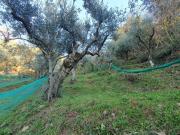 Terreno in vendita a Olevano sul Tusciano SA