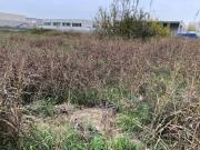 Terreno in vendita a Oppeano VR