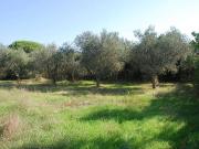 Terreno in vendita a Orbetello GR